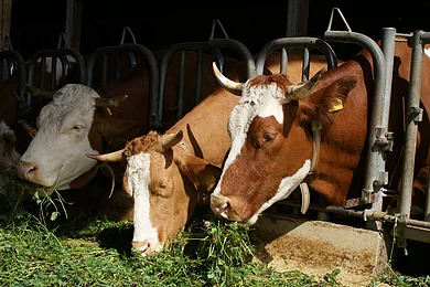 Biohof-Mayer-Kühe1