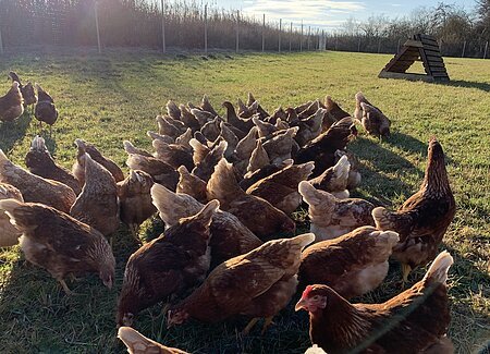 Bio-Husterer_Grünland Hühner auf der Wiese